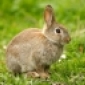 David Wilson&#039;s Rabbit's picture